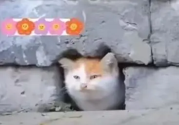 喵呜